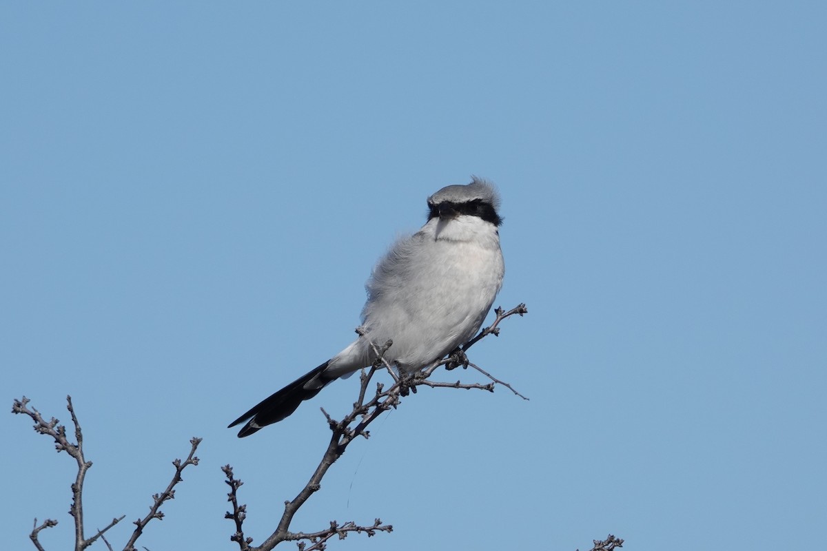 Loggerhead Shrike - ML644632404
