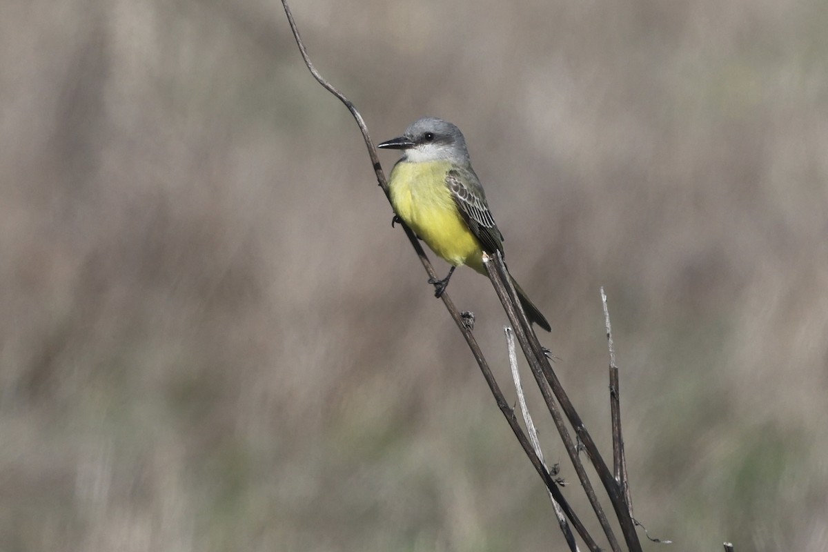 Tropical Kingbird - ML644632408