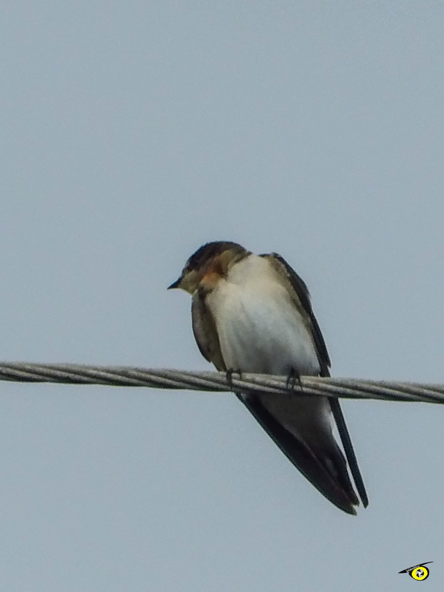 Ластівка сільська - ML644632414