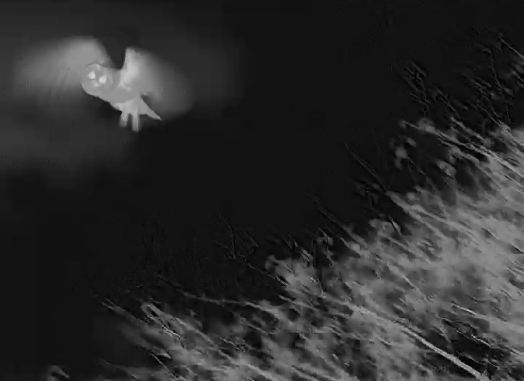 Eule, unbestimmt - ML644632416