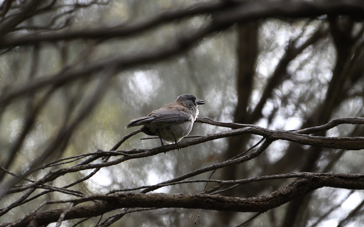 Gray Shrikethrush - ML644632430