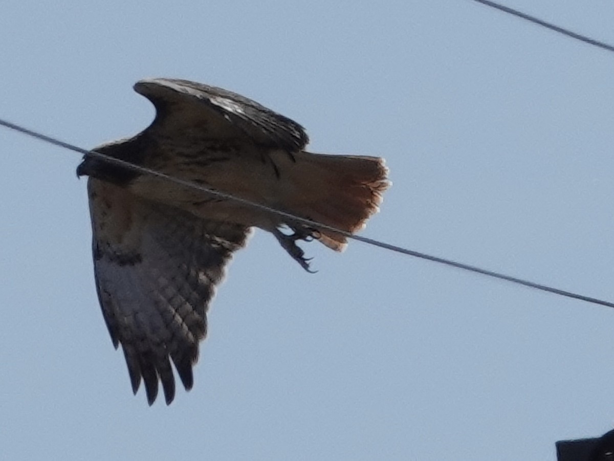 Red-tailed Hawk - ML644632439