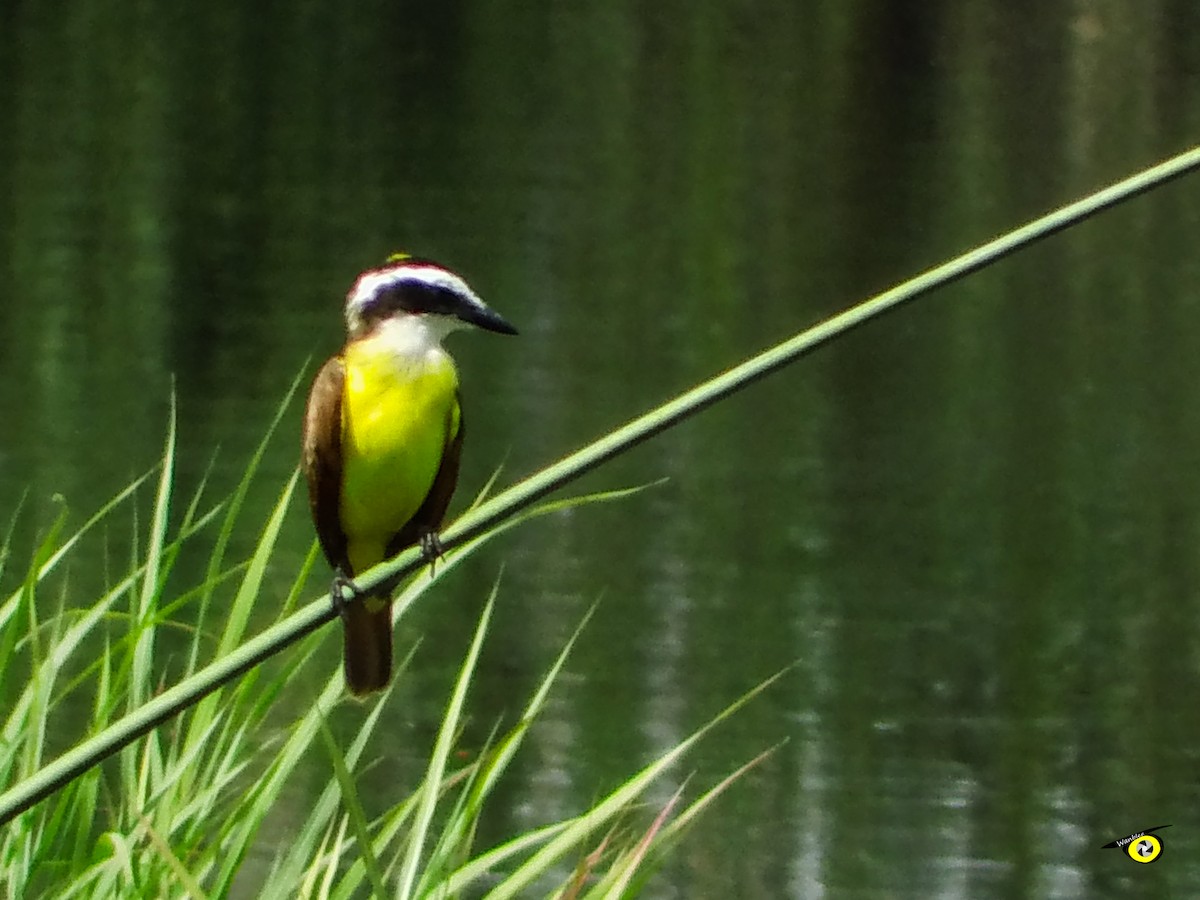 Great Kiskadee - ML644632441