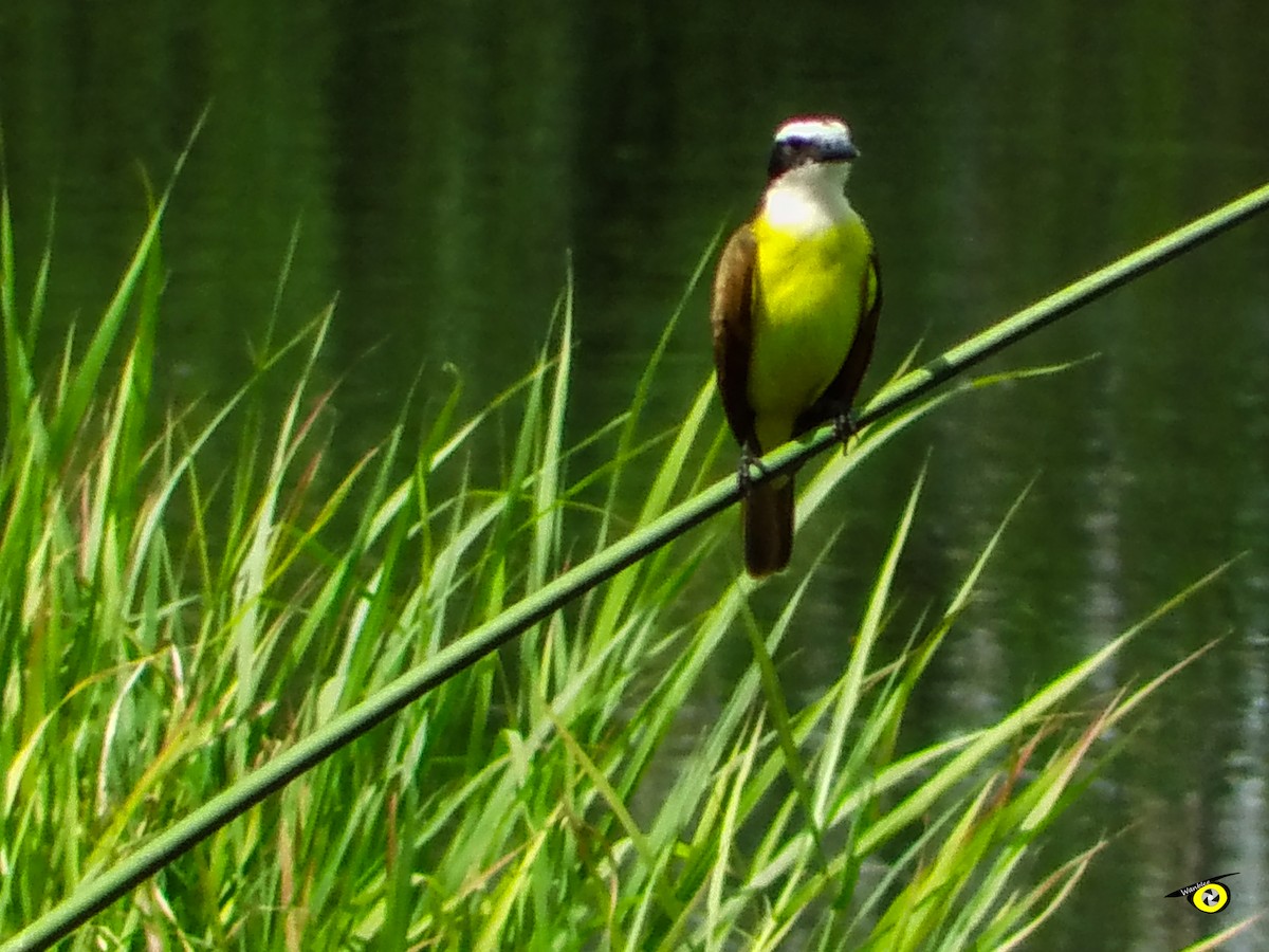 Great Kiskadee - ML644632442