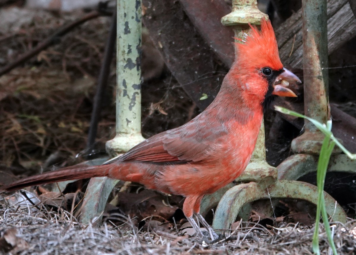 Кардинал червоний - ML644632443