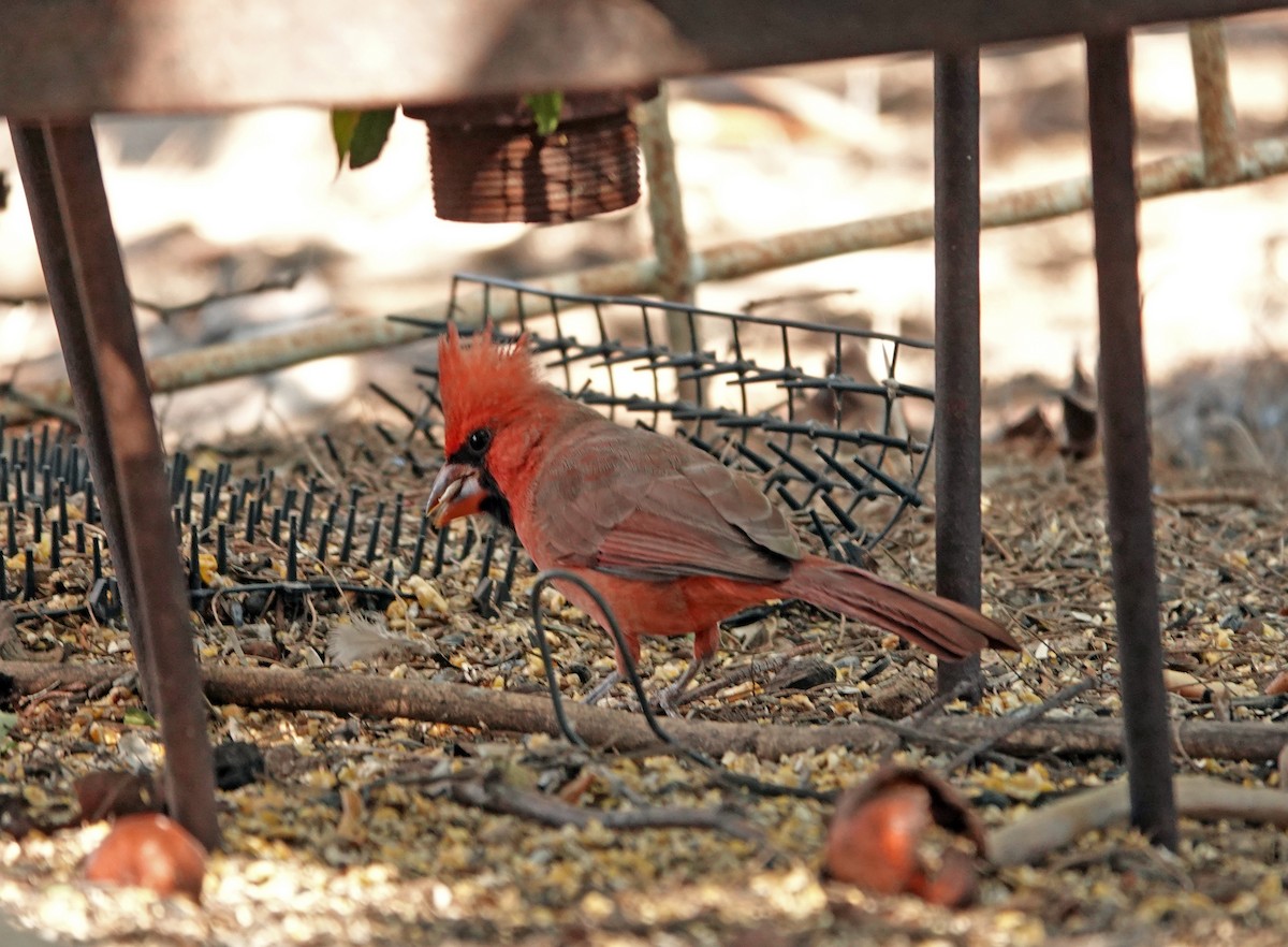 Кардинал червоний - ML644632446