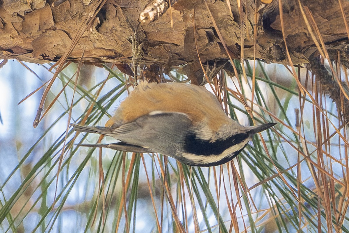 Red-breasted Nuthatch - ML644632460