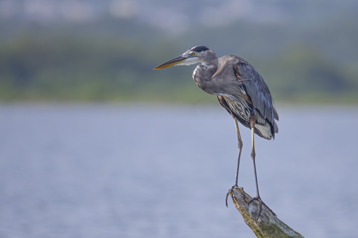 herodiashegre - ML644632462