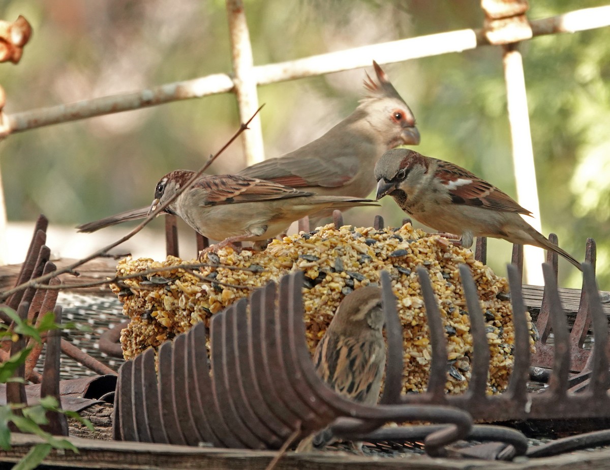 Кардинал червоногорлий - ML644632463