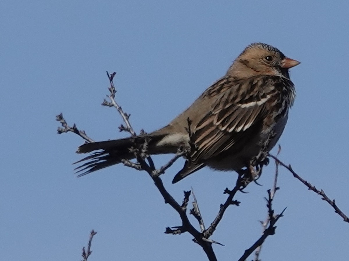 Harris's Sparrow - ML644632465