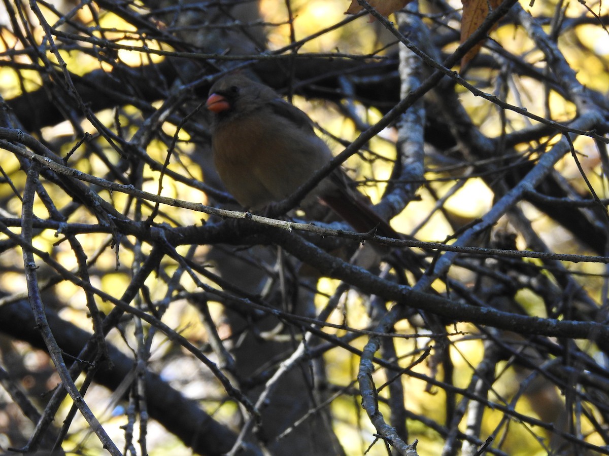 Kardinal arrunta - ML644632466