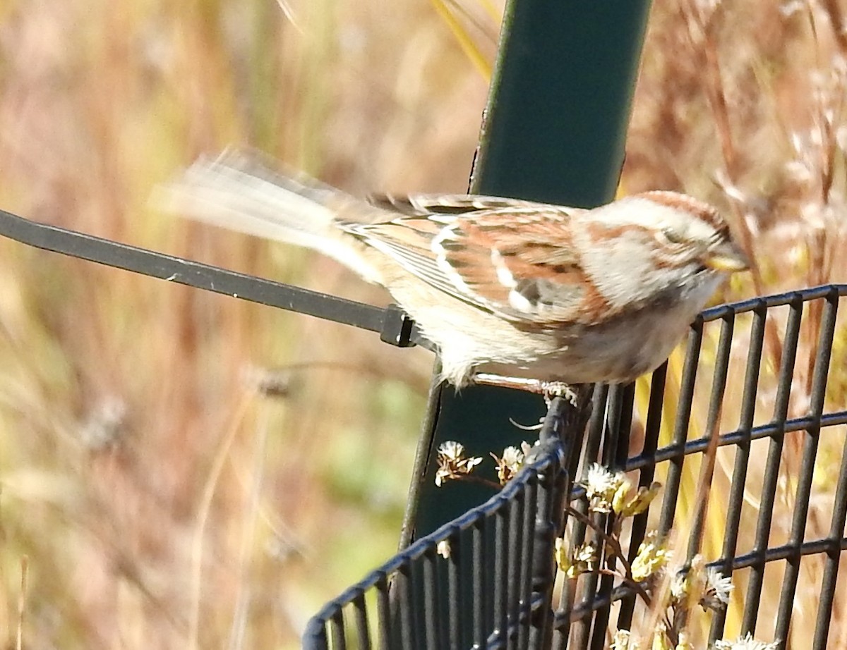 ムナフヒメドリ - ML644632481