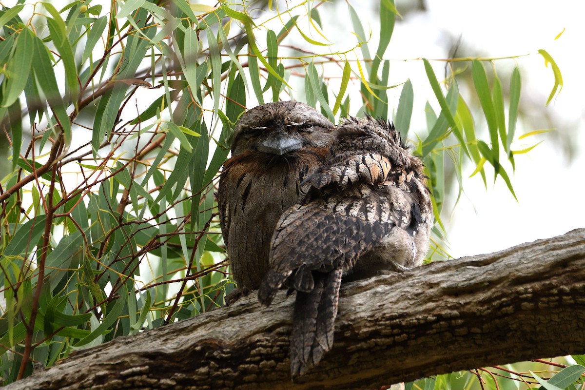 Podargo Australiano - ML644632487