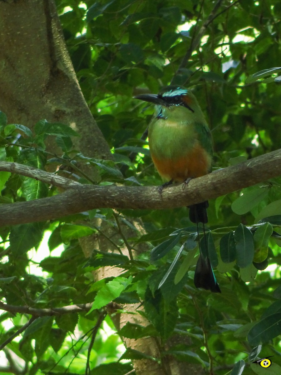 Turquoise-browed Motmot - ML644632488