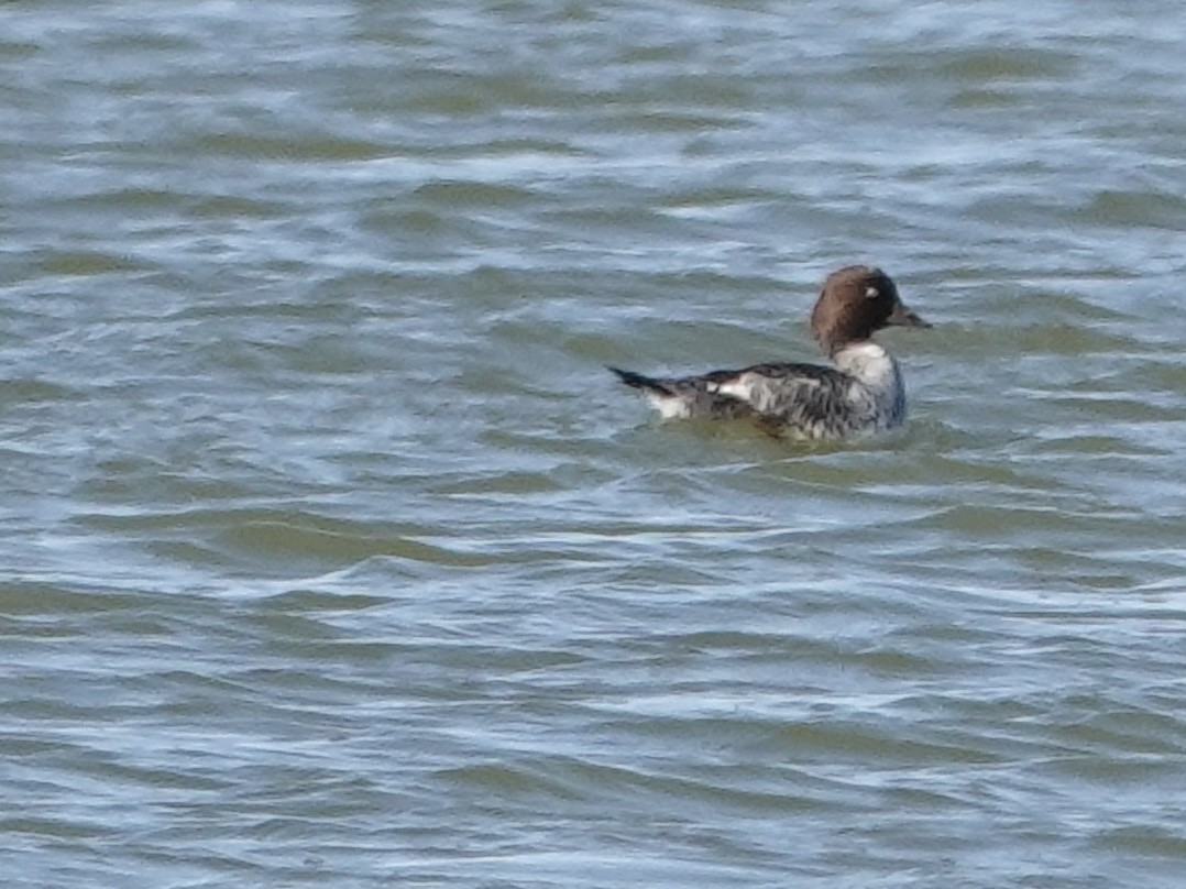 鵲鴨 - ML644632491