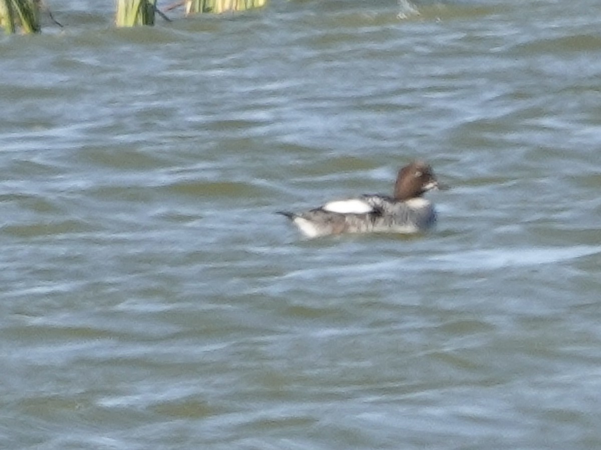 鵲鴨 - ML644632493