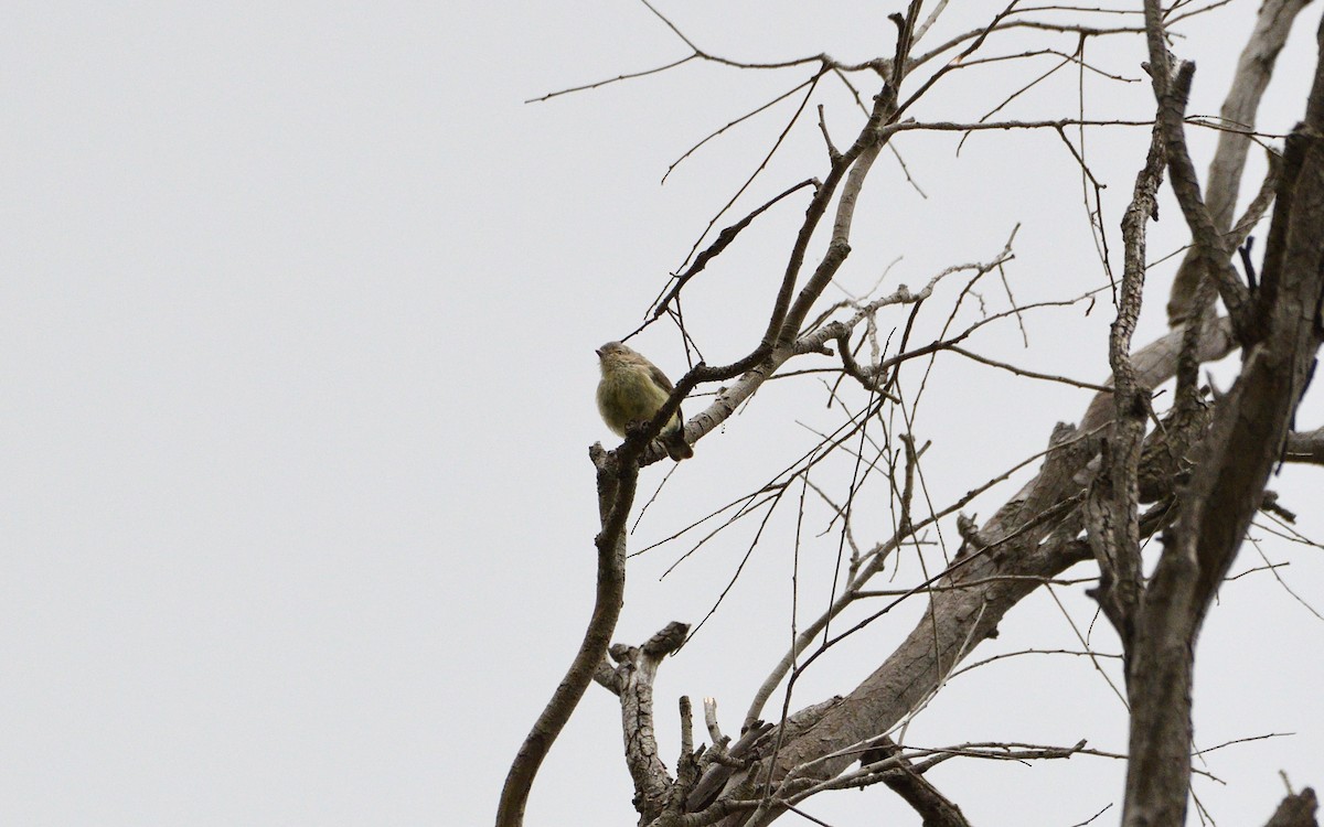 stumpnebb - ML644632494