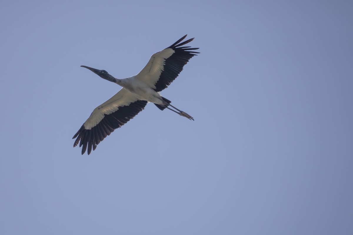 Wood Stork - ML644632513