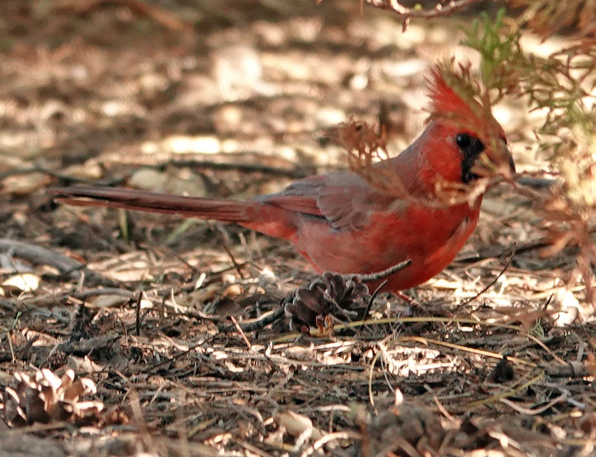 Кардинал червоний - ML644632516