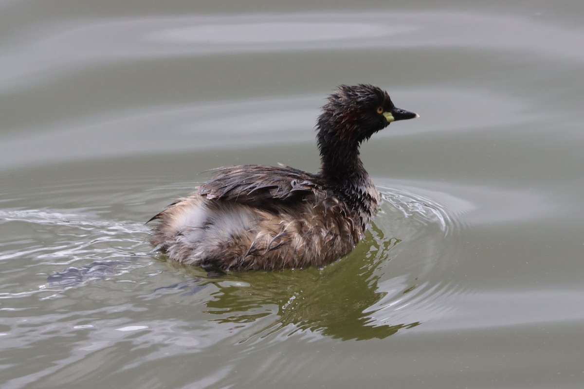 Австралийская поганка - ML644632524