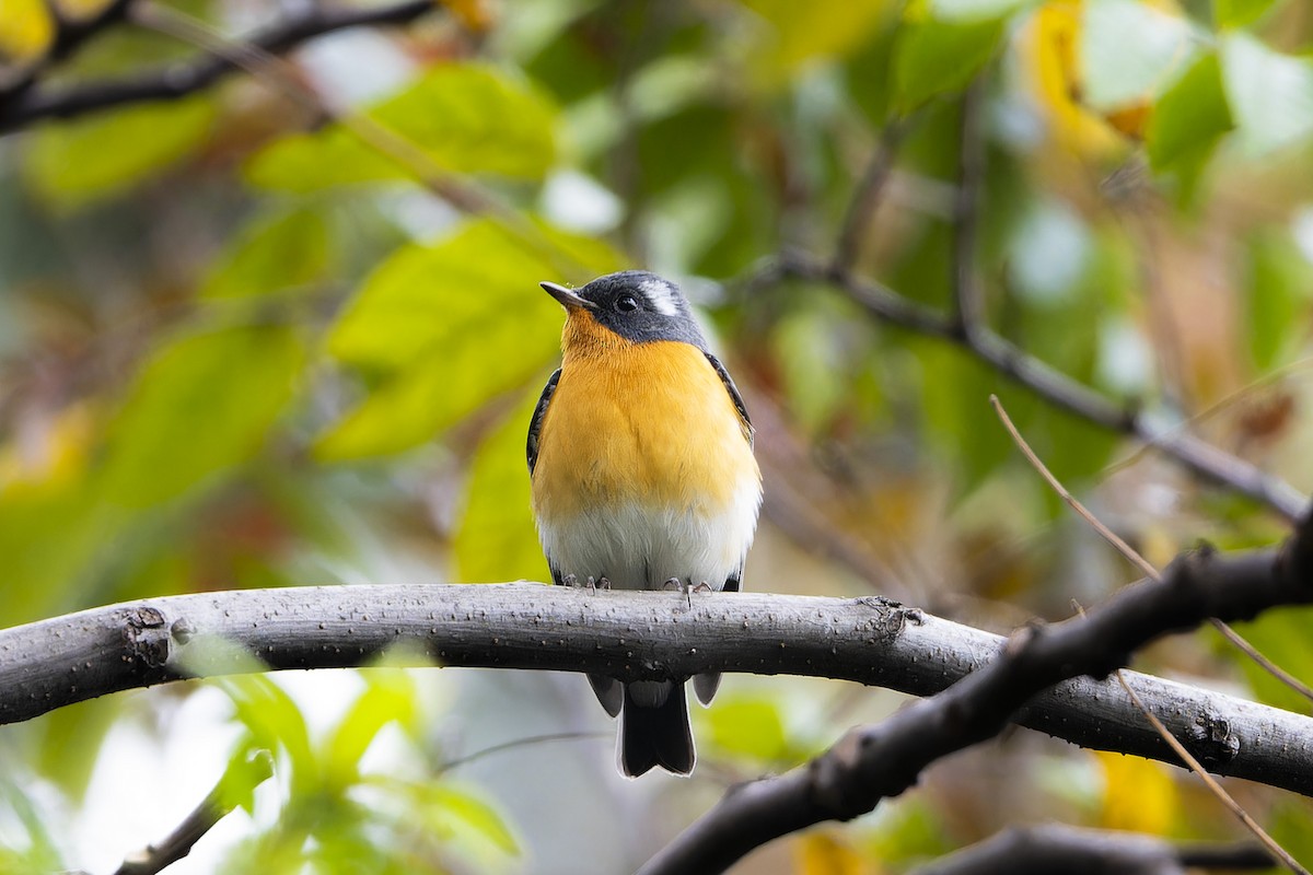 Mugimaki Flycatcher - ML644632526