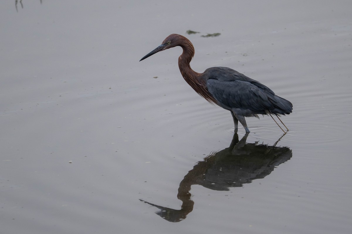 Reddish Egret - ML644632537