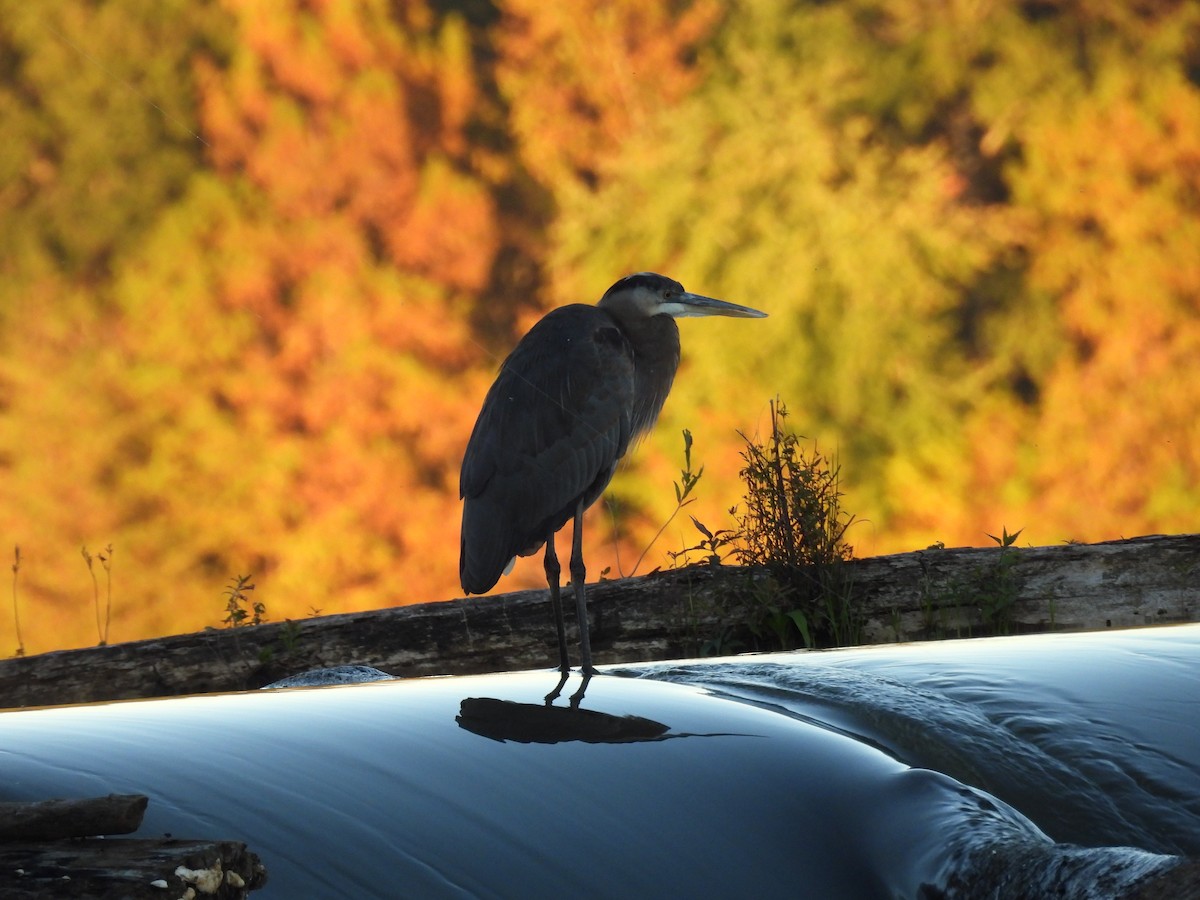 herodiashegre - ML644632538