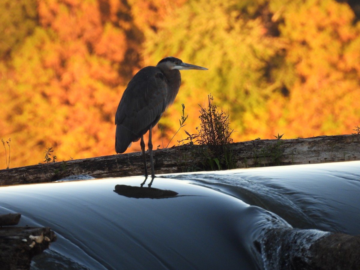 herodiashegre - ML644632539