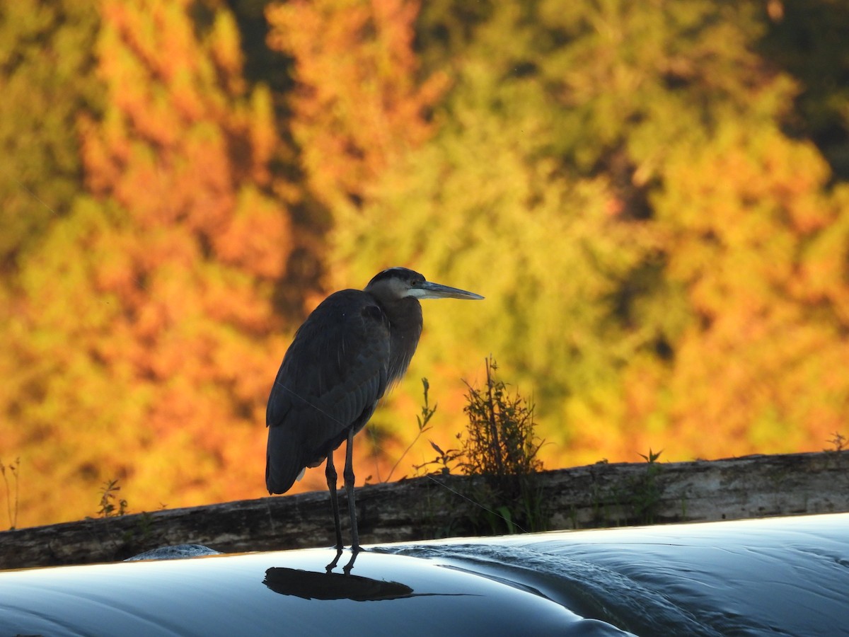 herodiashegre - ML644632540