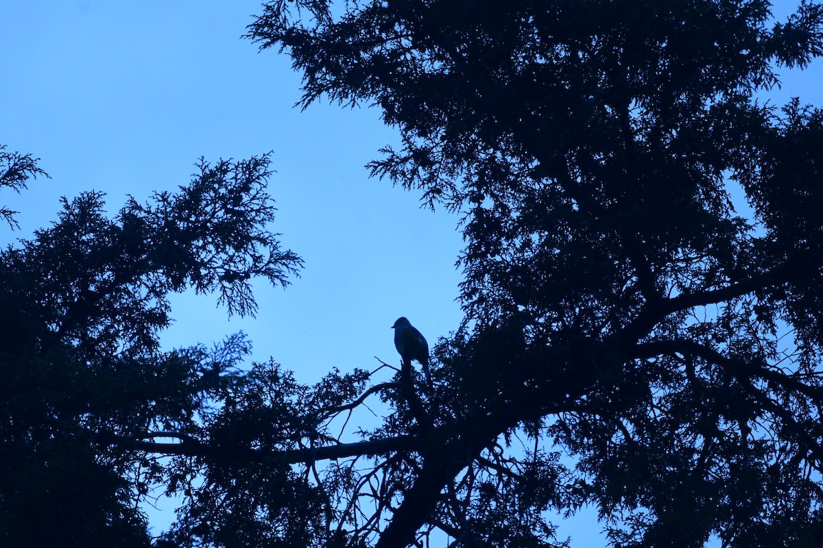 White-throated Thrush - ML644632541