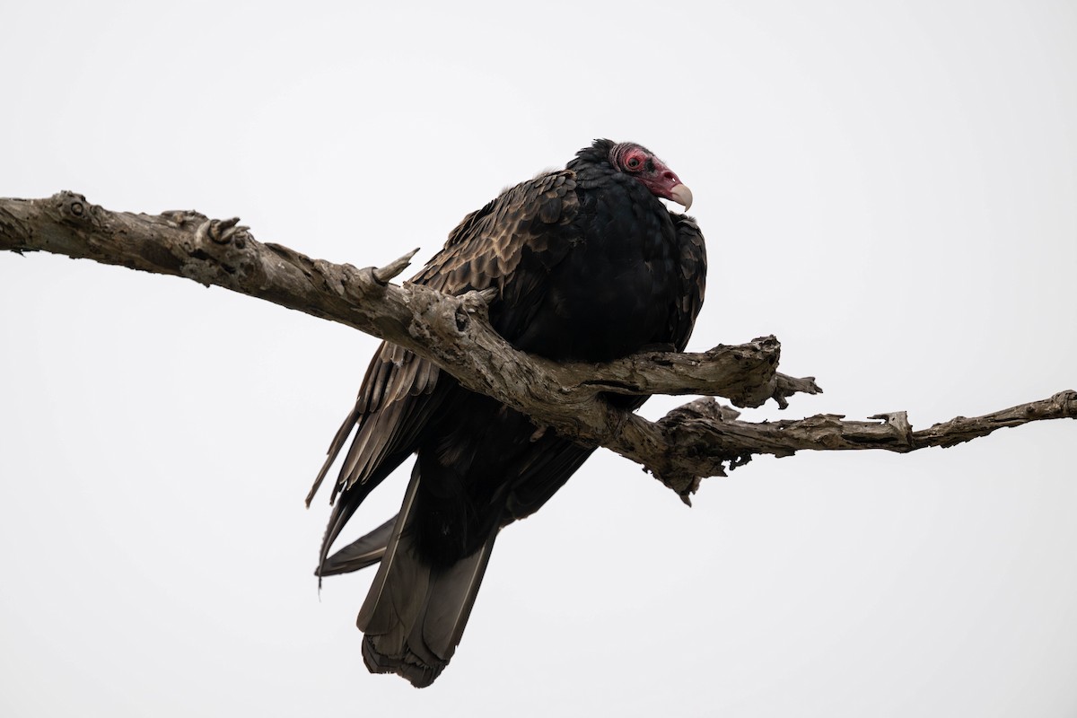 Urubu à tête rouge - ML644632543