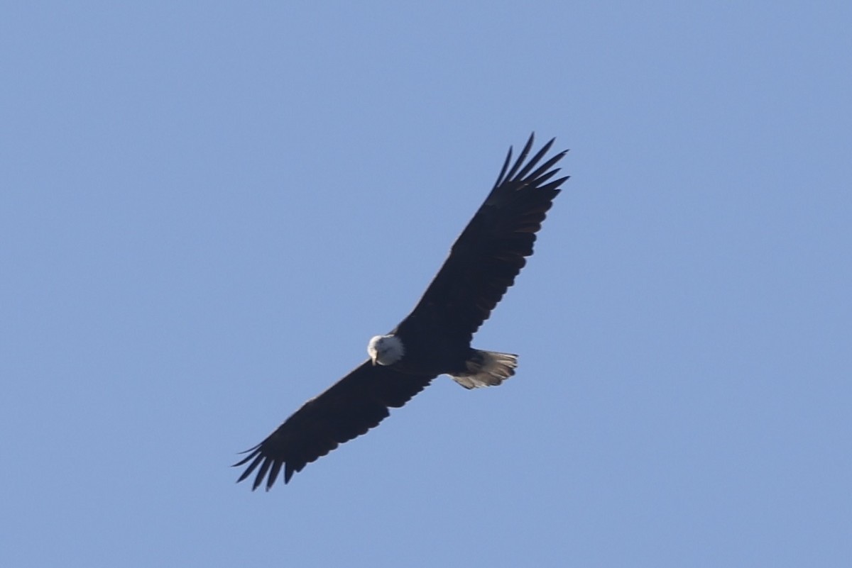 Bald Eagle - ML644632544