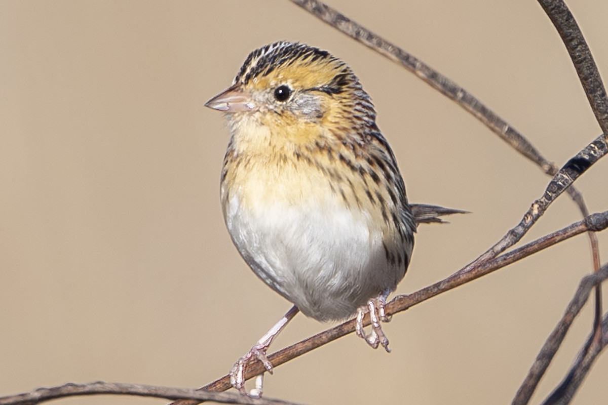 gråørespurv - ML644632550