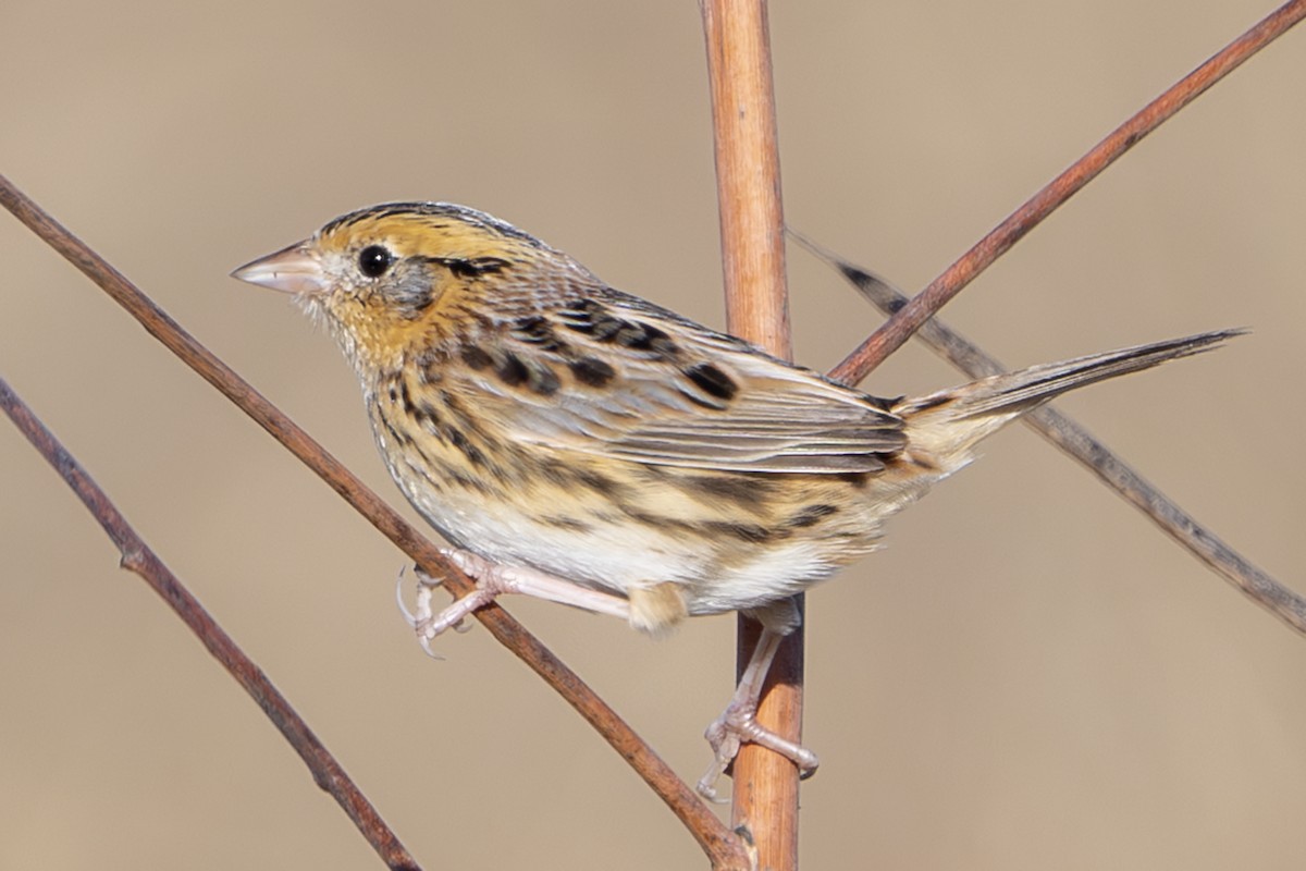 gråørespurv - ML644632551