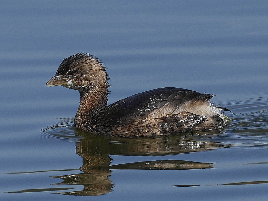 Bindentaucher - ML644632552