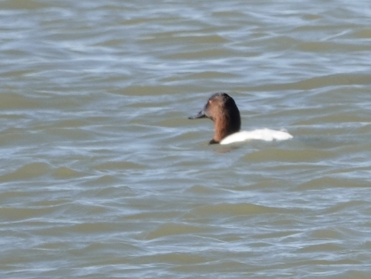 Porrón Coacoxtle - ML644632560