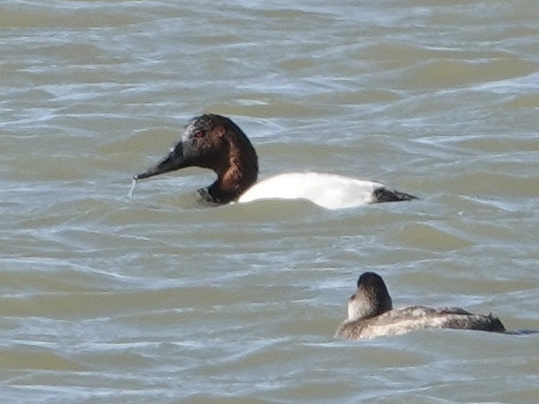 Porrón Coacoxtle - ML644632561