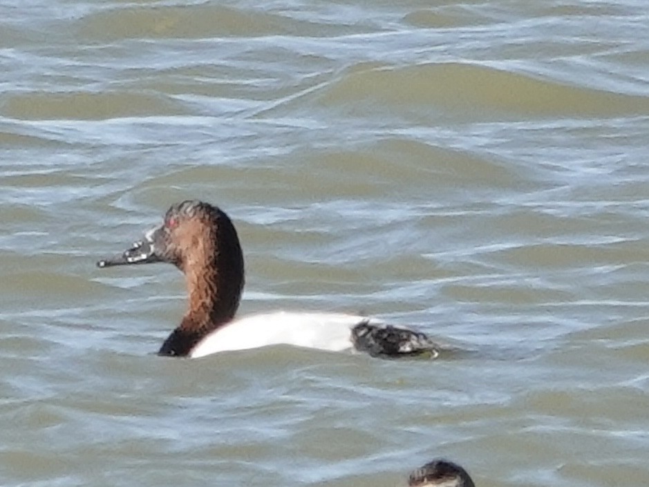 Porrón Coacoxtle - ML644632562