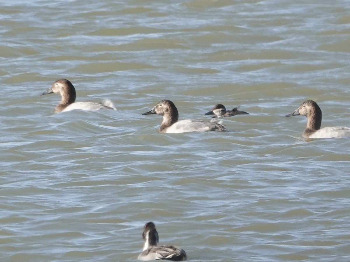 Porrón Coacoxtle - ML644632563