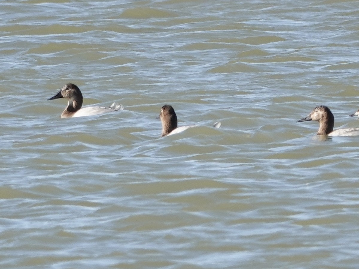 Porrón Coacoxtle - ML644632564