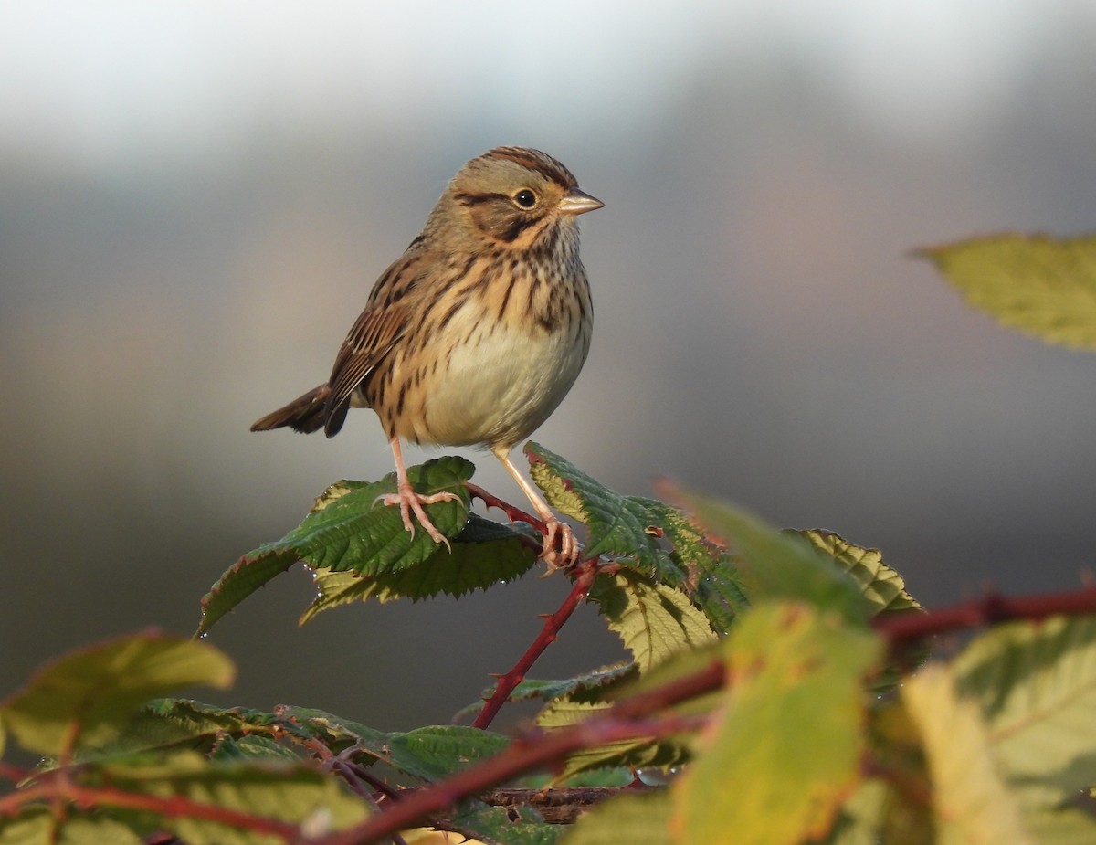 strnadec pruhohlavý - ML644632573