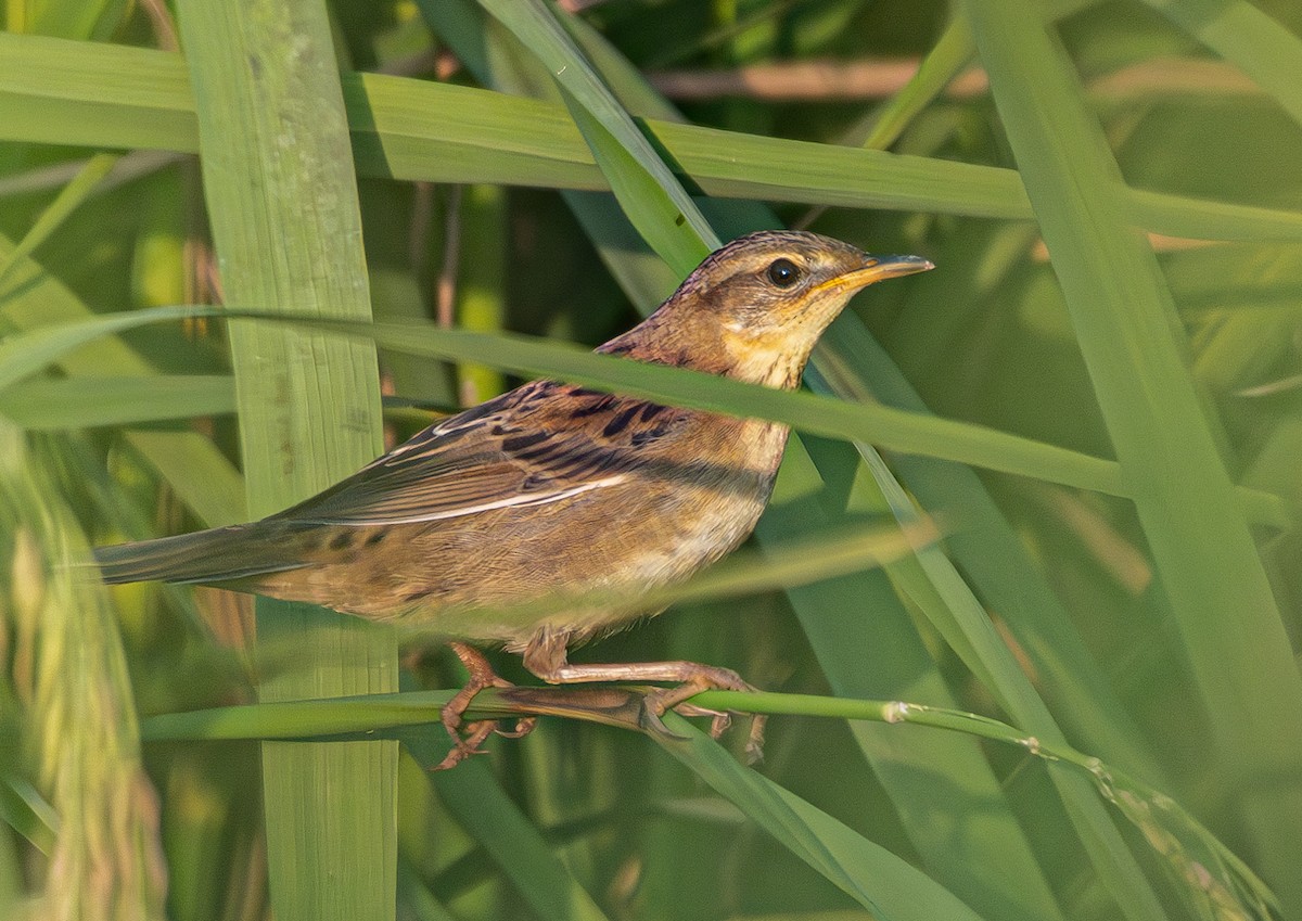 Pallas's Grasshopper Warbler - ML644632574