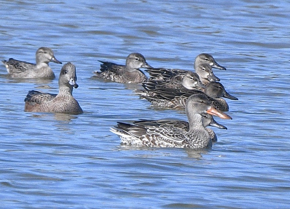 Cuchara Común - ML644632581