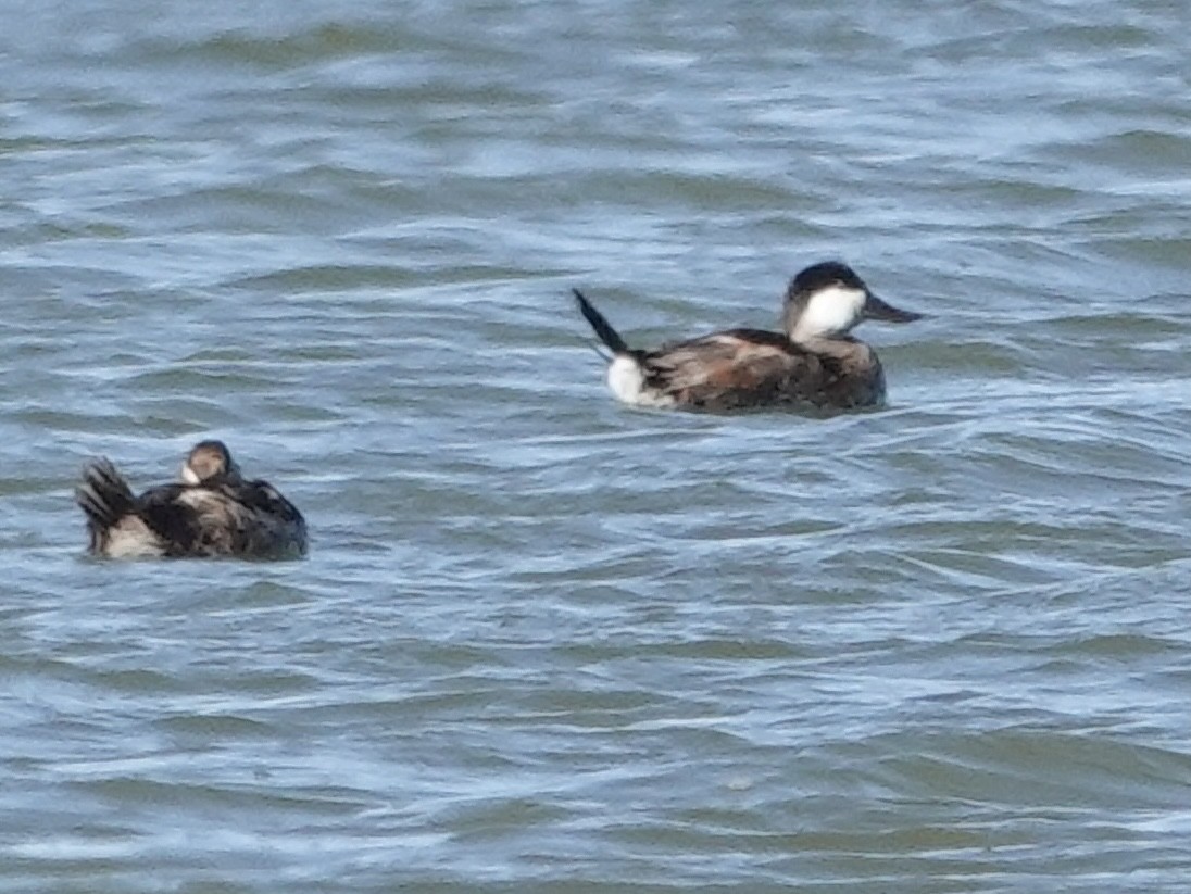 Ruddy Duck - ML644632585