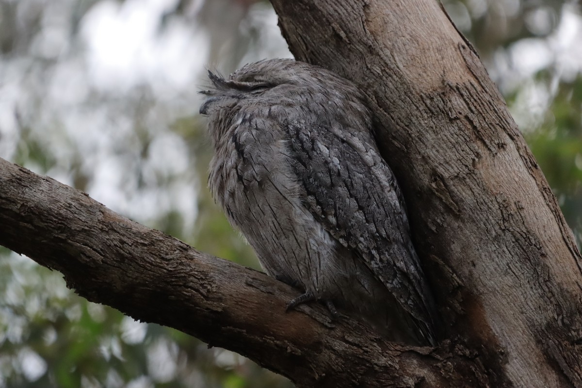 Tawny Frogmouth - ML644632586