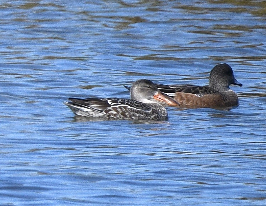 Northern Shoveler - ML644632588