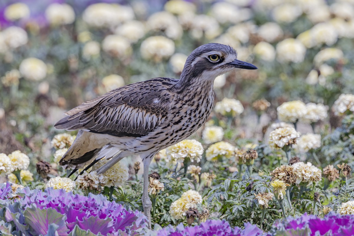 Bush Thick-knee - ML644632589