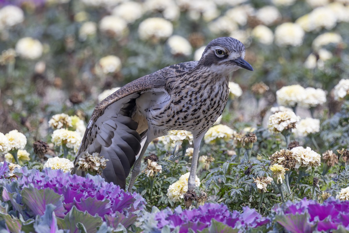 Bush Thick-knee - ML644632590