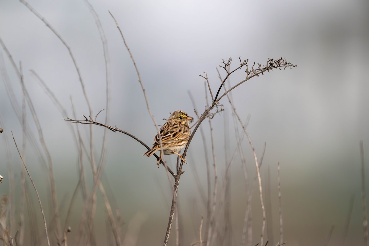 Savannah Sparrow - ML644632592