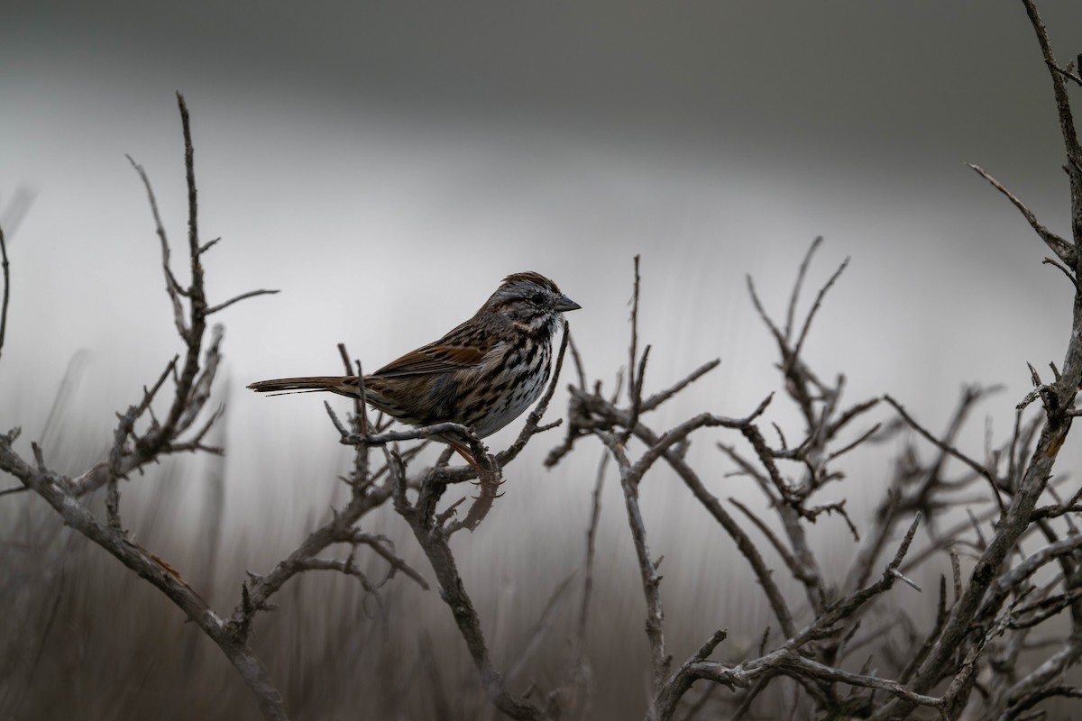 Song Sparrow - ML644632594